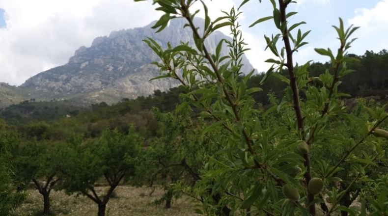 Alicante - Finestrat - 27800m2