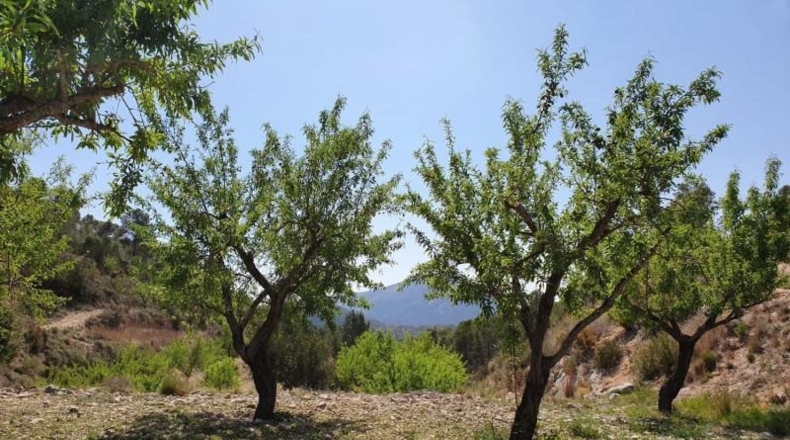 Alicante - Finestrat - 27800m2