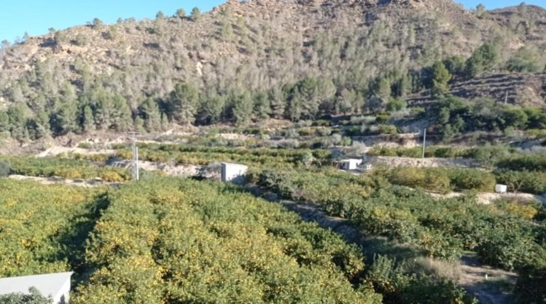 Murcia - Murcia - 17100m2