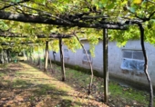 Xalet independent amb terreny en venda a la España, Santiago de Compostel·la, ref.: TR173240 foto