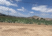 Non-developable land for sale on España, Aspe, ref: TR131166 photo