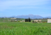 Land suitable for development for sale on España, Santa Margalida, ref: TR120151 photo