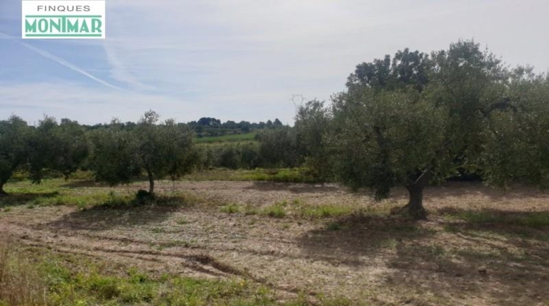 Tarragona - la Secuita - 52900m2