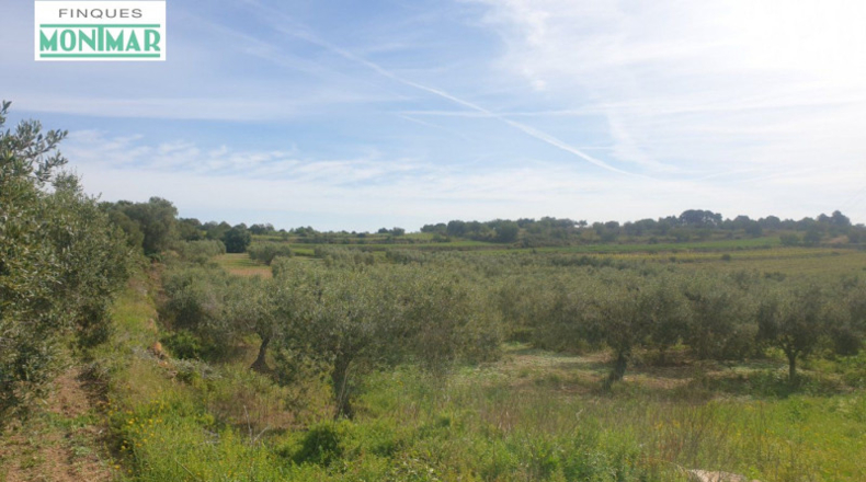 Tarragona - la Secuita - 52900m2