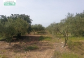Chalet independiente con terreno en venta en la España, la Secuita, ref: TR139393 foto