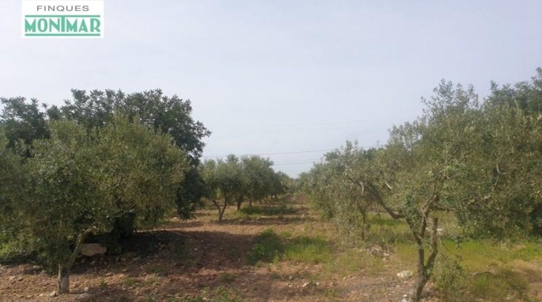 Tarragona - la Secuita - 52900m2