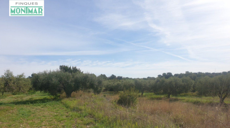 Tarragona - la Secuita - 52900m2