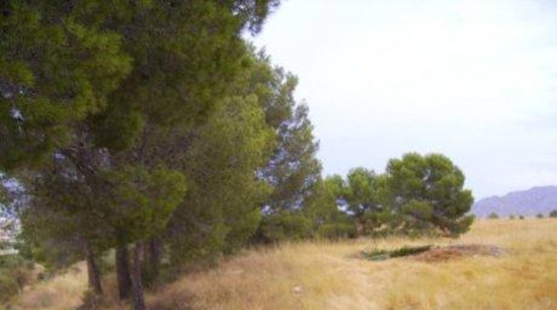 Múrcia - Calasparra - 26000m2