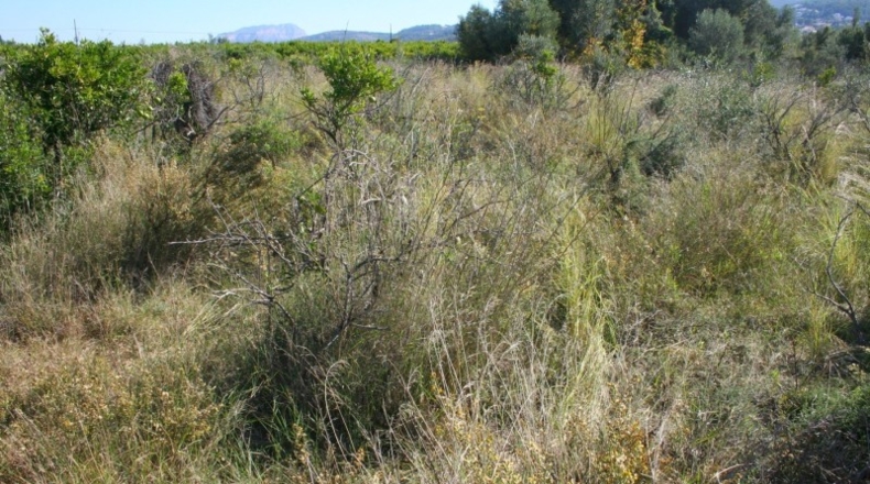 Alicante - Orba - 25762m2
