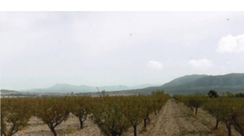 Alicante - Salinas - 53630m2