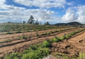Non-developable land for sale on España, Granadilla de Abona, ref: TR377321 photo