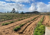 Non-developable land for sale on España, Granadilla de Abona, ref: TR377321 photo
