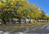 Отдельно стоящий дом с участком на продажу в городе Террасса Фото