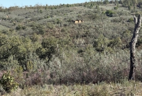 Berrocal 128985&nbsp;м²