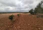Casa amb terreny en venda a la España, Vinaròs, ref.: TR287461 foto