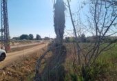 Участок с постройкой на продажу в городе Deltebre Фото