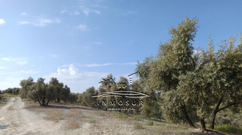 Córdoba - Lucena - 71000m2