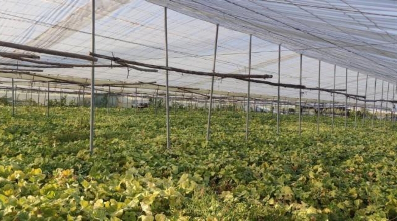 Cadiz - Чипиона - 16000m2