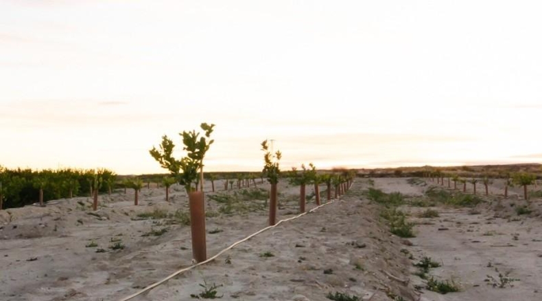 Murcia - Абанилья - 26300m2