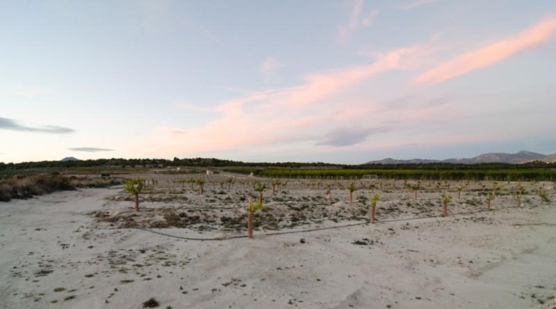 Murcia - Абанилья - 26300m2