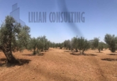 Non-developable land for sale on España, Seville, ref: TR123067 photo