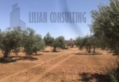 Non-developable land for sale on España, Seville, ref: TR123067 photo
