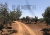 Non-developable land for sale on España, Seville, ref: TR123067 photo