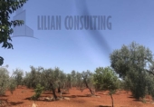 Non-developable land for sale on España, Seville, ref: TR123067 photo