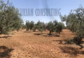 Non-developable land for sale on España, Seville, ref: TR123067 photo