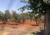 Non-developable land for sale on España, Seville, ref: TR123067 photo