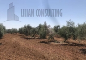 Non-developable land for sale on España, Seville, ref: TR123067 photo