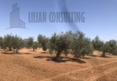 Non-developable land for sale on España, Seville, ref: TR123067 photo