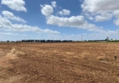 Non-developable land for sale on España, Sa Pobla, ref: TR118035 photo
