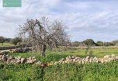 Xalet independent amb terreny en venda a la España, Santa Margalida, ref.: TR192188 foto