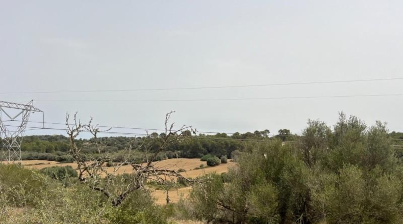 Balearic Islands - Muro - 20000m2
