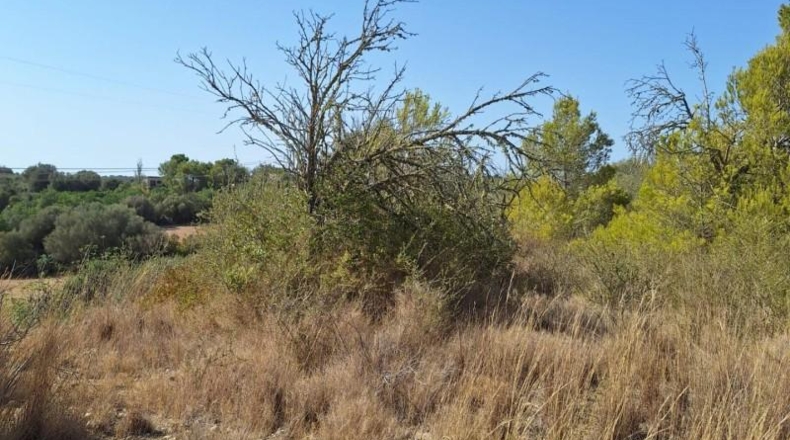 Balearic Islands - Muro - 20000m2