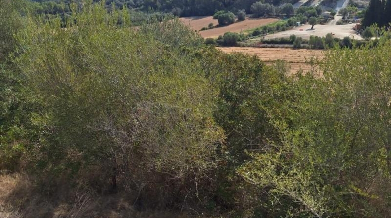 Balearic Islands - Muro - 20000m2