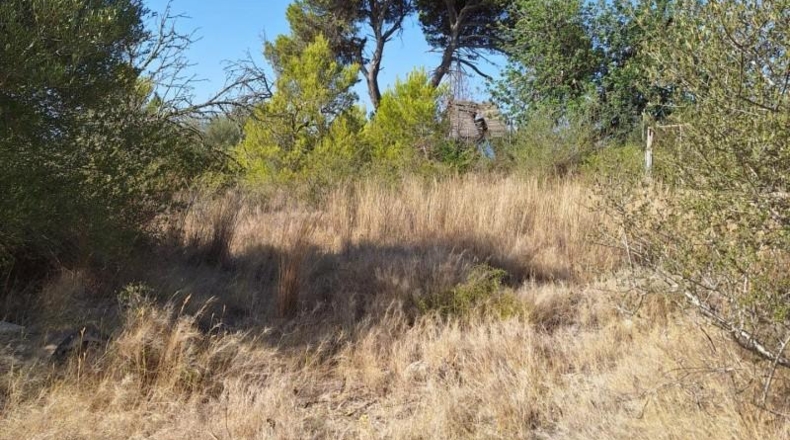 Balearic Islands - Muro - 20000m2