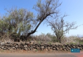 Land suitable for development for sale on España, San Pedro de Breña Alta, ref: TR179472 photo