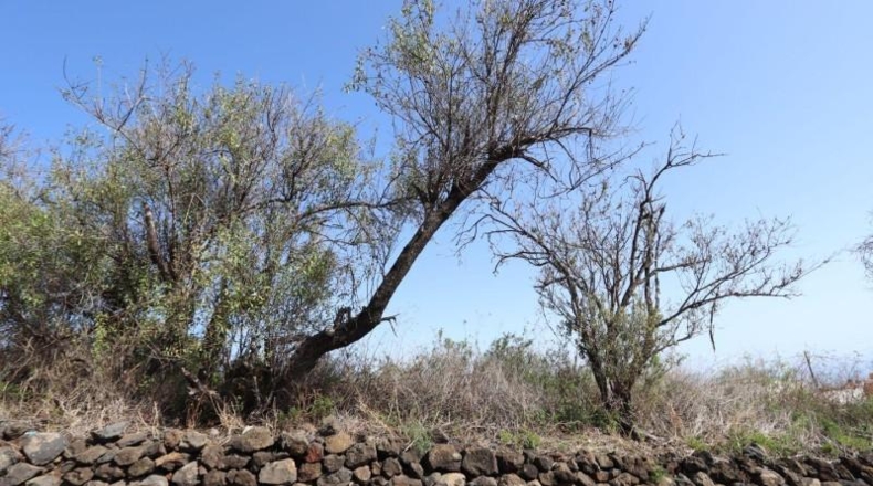 Santa Creu de Tenerife - Breña - 1000m2