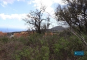 Land suitable for development for sale on España, San Pedro de Breña Alta, ref: TR179472 photo