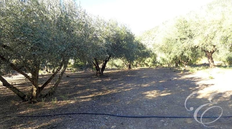Málaga - Periana - 6000m2