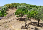 Casa de camp amb terreny en venda a la España, Frigiliana, ref.: TR246265 foto