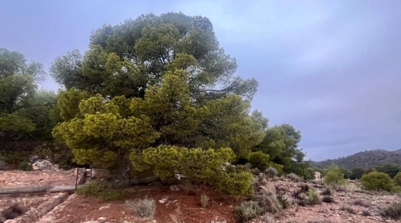 Murcia - Totana - 20796m2