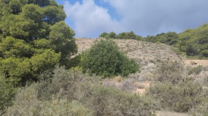 Murcia - Totana - 20796m2