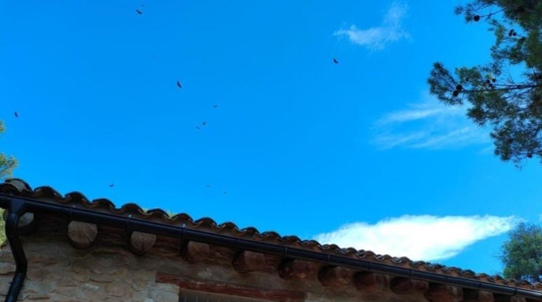Teruel - Fuentespalda - 37120m2