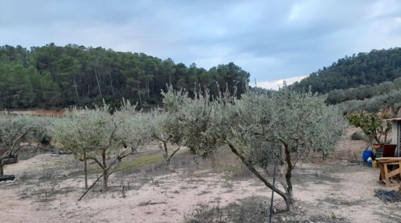 Tarragona - Miravet - 19009m2