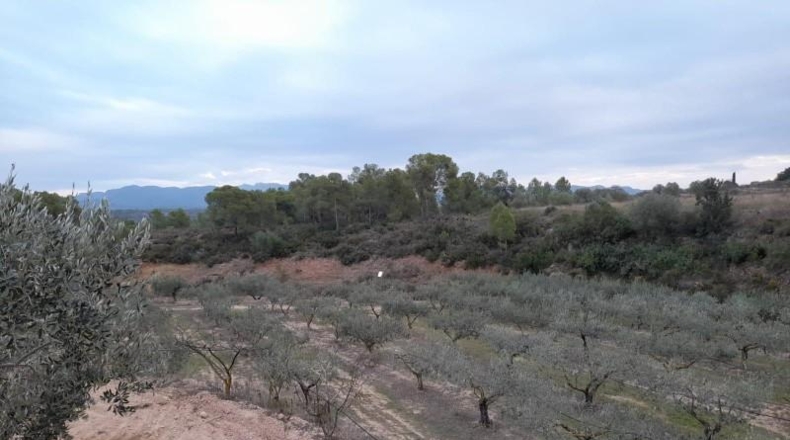 Tarragona - Miravet - 19009m2
