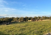 Xalet independent amb terreny en venda a la España, Sineu, ref.: TR218528 foto