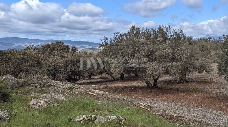 Malaga - Periana - 25164m2